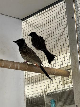 Image 1 of Pair or Red vented  Bulbuls - with DNA