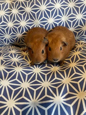 Image 5 of Californian Guinea pig baby boars