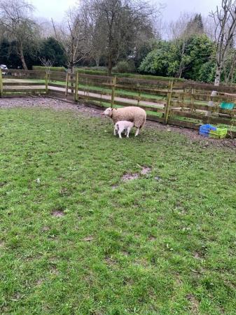 Image 1 of Welsh ewe sheep with 3 lambs