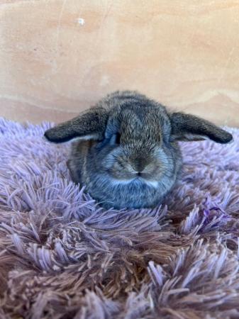 Image 7 of Baby Purebreed Mini Lops For Sale