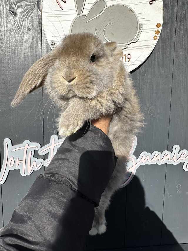 Preview of the first image of Pure Breed French Lop Rabbbts.