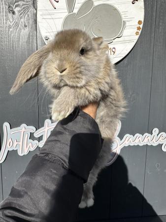 Image 1 of Pure Breed French Lop Rabbbts