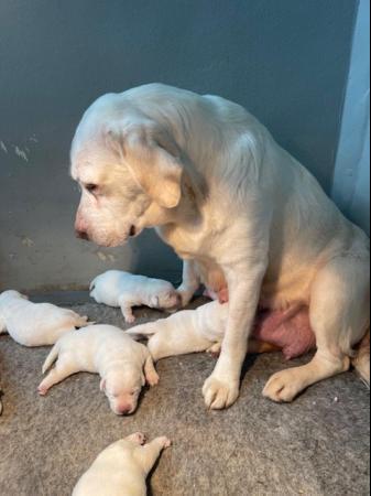 Image 4 of Stunning White Labradors - KC Reg - Only 1 girls
