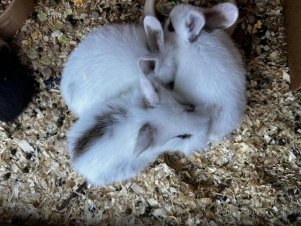 Image 5 of ACCIDENTAL rex x lionhead bunnies looking for loving homes