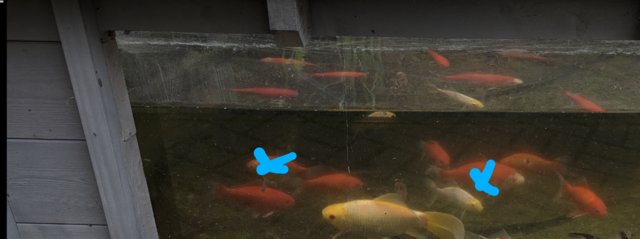 Preview of the first image of 6 large adult Goldfish Cold Water Fish & 6 youngsters.