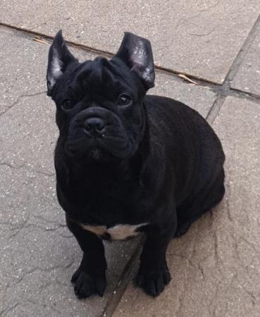 Image 1 of ***READY NOW***1 Male FULLY VACCINATED FRUGS FOR SALE