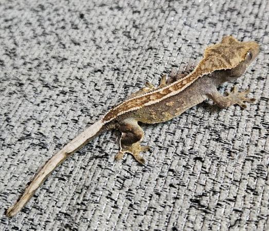 Image 5 of Hatchling crested gecko unsexed