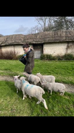 Image 1 of Friesland x Dorset ewe lambs High yield dairy sheep