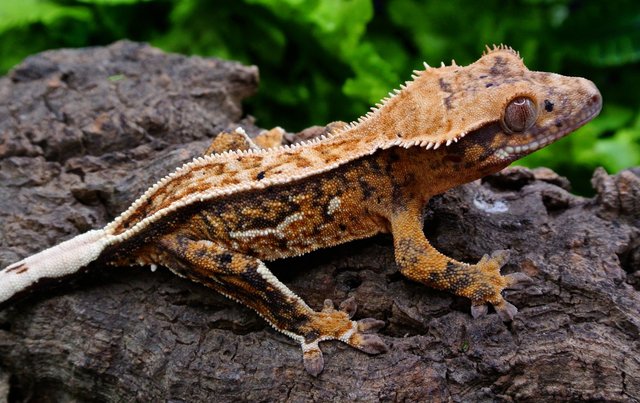 Image 4 of Extreme harlequin male crested gecko