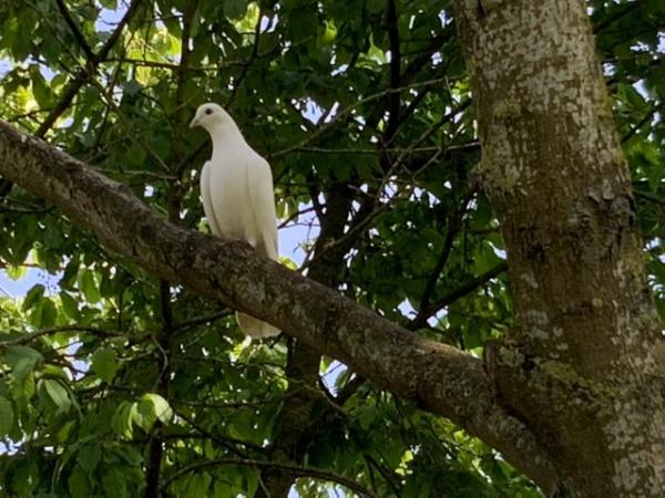 Image 1 of White doves young and beautiful