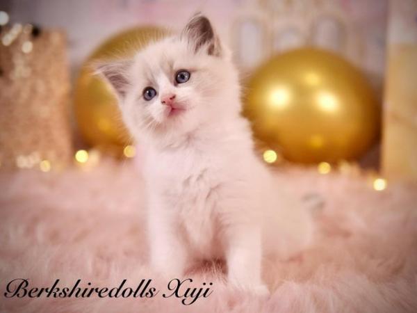 Image 6 of Absolutely beautiful pedigree ragdoll kittens