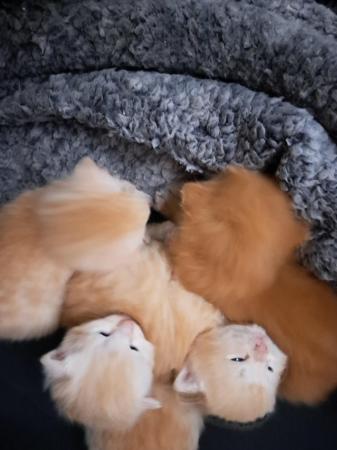 Image 3 of Persian cross kittens looking for their forever home