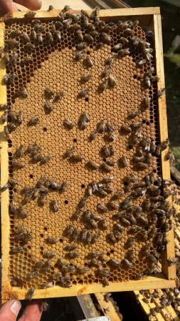 Image 31 of Overwintered Bee Nucs on five frames
