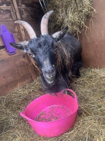 Image 2 of ***RESERVED***Pedigree Registered female Pygmy goats
