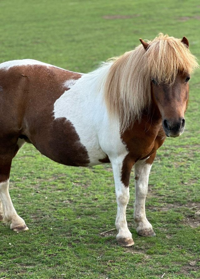 Preview of the first image of Standard Shetland pony Mare.