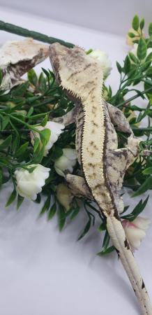 Image 2 of Beautiful Breeding Pair Of Crested Geckos With Free Exo Terr