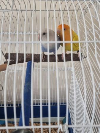 Image 5 of Pair of Lovebirds for Sale
