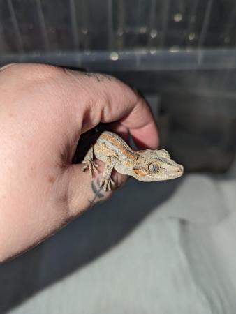 Image 5 of Orange & Red Stripe Gargoyle Gecko, CB23, Unsexed