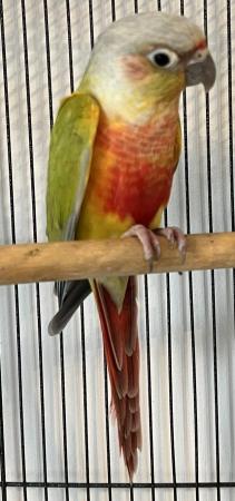 Image 9 of DNA 2022 + 2023 Mutation Baby Mooncheek & Dilute Conures