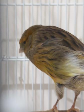 Image 4 of 3 yorkshire canaries with cage