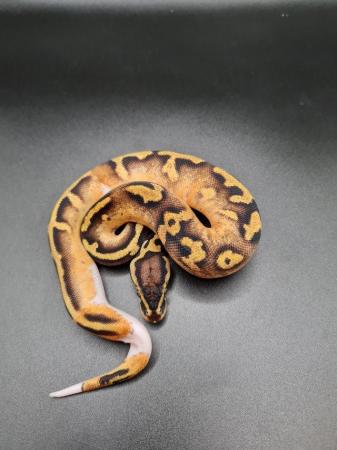 Image 6 of 2023 Royal Python Hatchlings For Sale