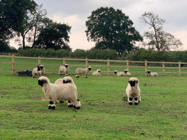 Image 5 of Valais Blacknose Ram Lambs available