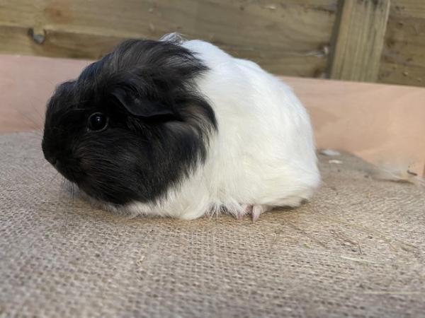 Image 7 of Long haired guinea pigs forsale