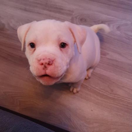 Image 17 of POCKET BULLY X STAFFY. Pups for sale