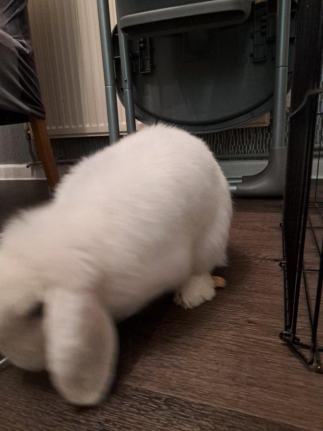 Preview of the first image of White mini lop male 15month old.