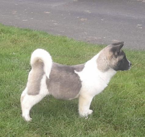 Image 8 of 8 month male american akita pup