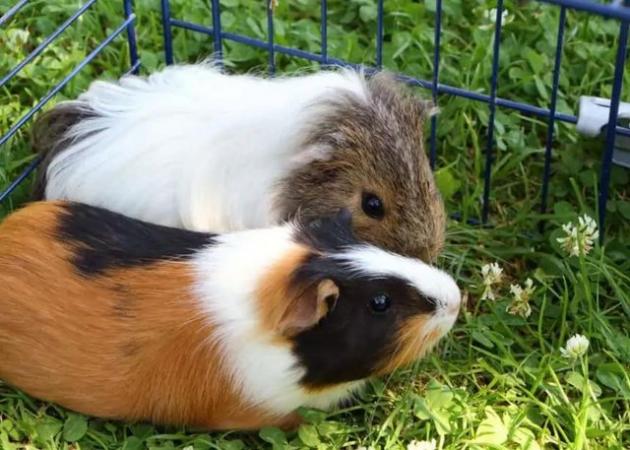 Image 1 of guinea pigs for sale ready now