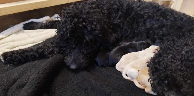 Image 9 of Standard F1BBB LABRADOODLE puppies