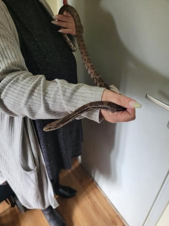 Image 3 of Grey rat snake for sale