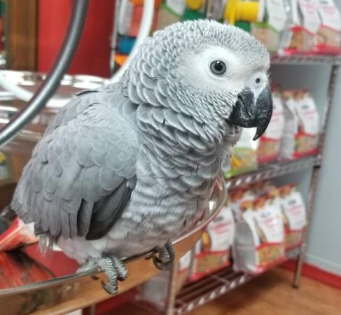 Image 1 of Wanted African Grey / timneh grey