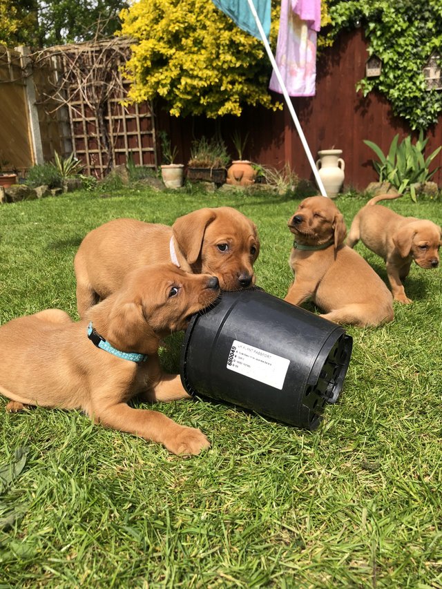 Preview of the first image of KC Enhanced pedigree, Fox Red Labrador Puppies.