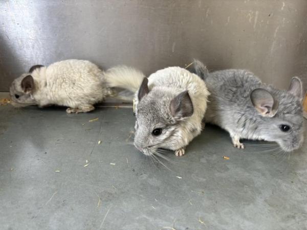 Image 3 of Various chinchillas available