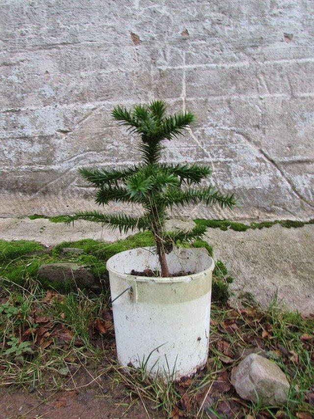 Preview of the first image of Monkey Puzzle Trees, selection, 9+ years old, pot grown..