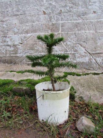 Image 1 of Monkey Puzzle Trees, selection, 9+ years old, pot grown.