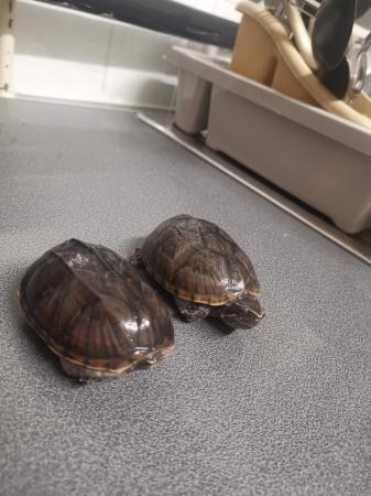 Image 6 of 2 male 3 year old musk terrapins