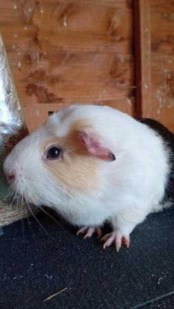Image 5 of Make guinea pig called gizmo freindly
