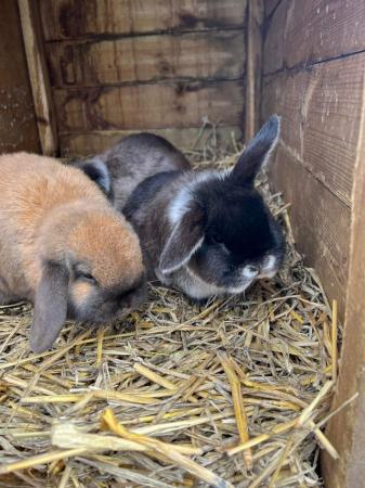 Image 5 of 4 baby rabbits for sale. 1 sooty 3 martinsable