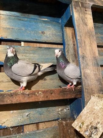 Image 5 of Roller pigeons for sale