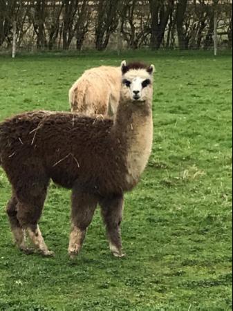 Image 3 of 5 weanling alpaca boys ready for new homes