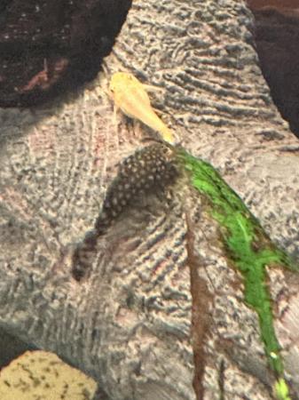 Image 6 of Baby Bristlenose common Plecos for Sale 1. 50 each