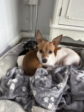 Jack x chihuahua pups easy to go for sale in Bedford, Bedfordshire - Image 3