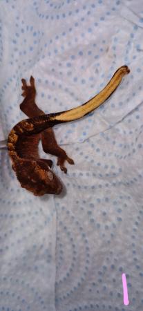 Image 3 of crested gecko forsale £40 each.