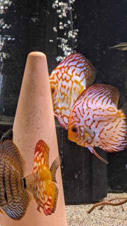 Image 2 of Group of Asian discus fish for sale