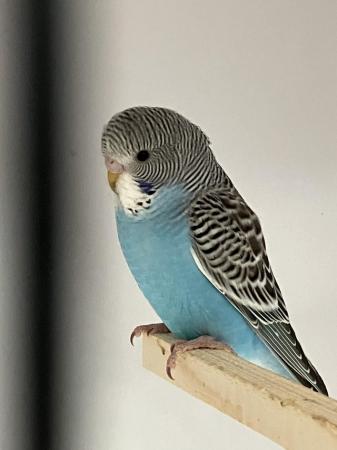 Image 7 of Gorgeous Baby Budgies ready now