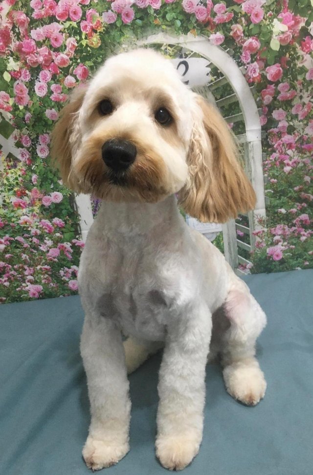 Preview of the first image of Cockapoo male 17 months.