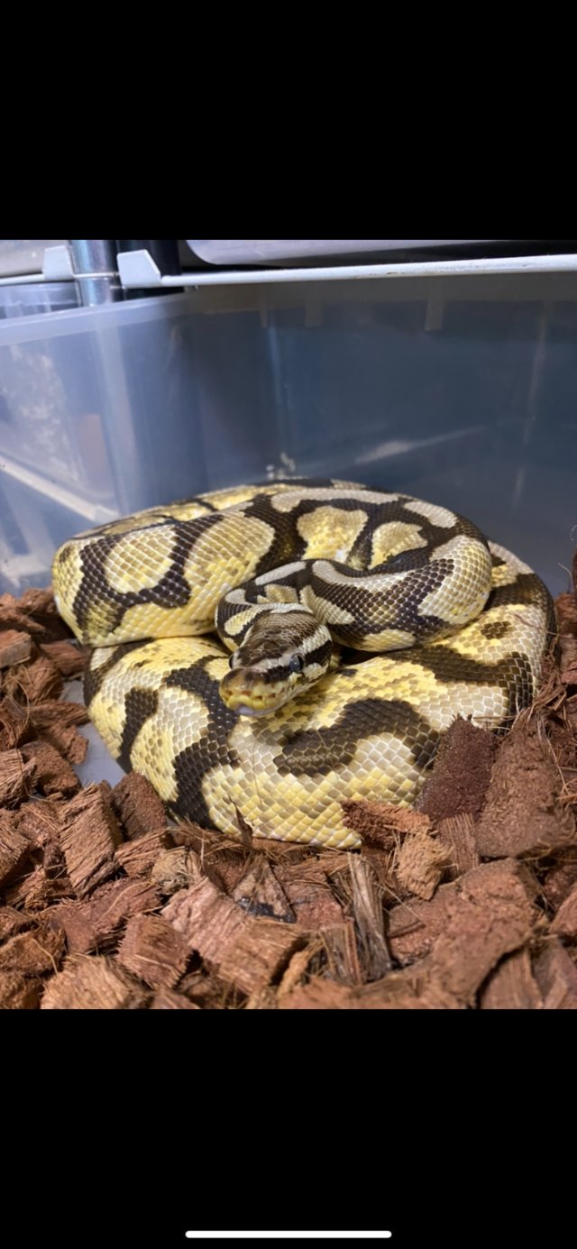 Preview of the first image of Cutting down Ball Python collection - ADULTS.